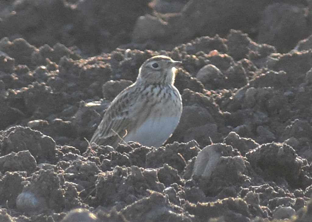 Allodola (Alauda arvensis)